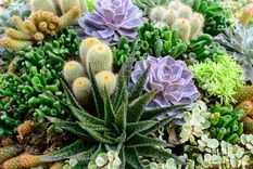 JARDÍN LAS SUCULENTAS Y LOS CACTUS SON DE LAS PLANTAS MÁS ELEGIDAS EN TODO JARDÍN. Foto: SHUTERSTOCK