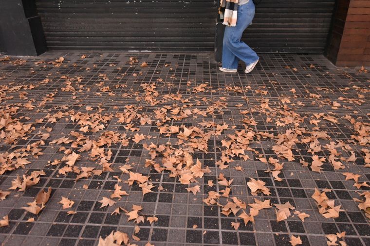 El viento Zonda y las hojas en Mendoza. El viento Zonda y las hojas en Mendoza.