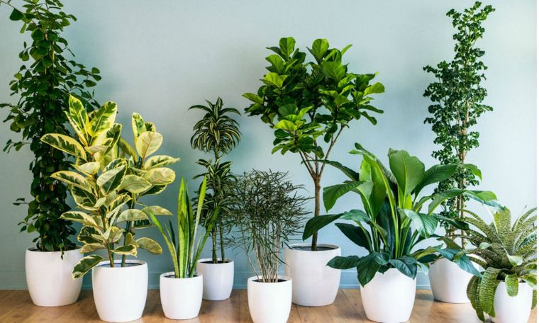 Dale frescura a tu casa: estas son las plantas que debes tener en tu hogar para absorber el calor Foto: SHUTERSTOCK