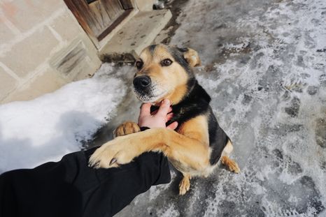 Los especialistas recomiendan recibir al perro con calma y ofrecerle atención cuando mantiene las cuatro patas apoyadas. Los especialistas recomiendan recibir al perro con calma y ofrecerle atención cuando mantiene las cuatro patas apoyadas.