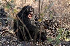 La violencia entre chimpancés puede hablar sobre el origen de los conflictos humanos.