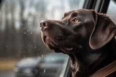 Reconocer las señales de dolor en perros es vital para su bienestar, en la nota te contamos cómo hacerlo Foto: Freepik