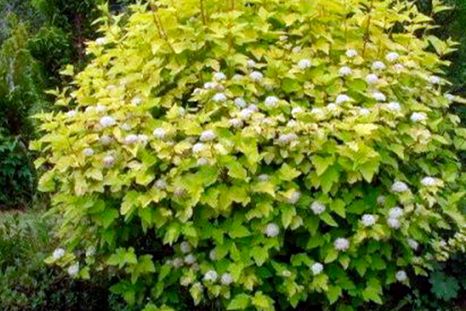 Physocarpus opulifolius es una buena elección para zonas que reciben  inundaciones ocasionales o lluvias intensas. Foto: catalogovallsgarden.com.ar