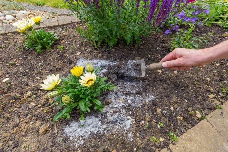 Ayuda a tus plantas a crecer fuertes y sanas