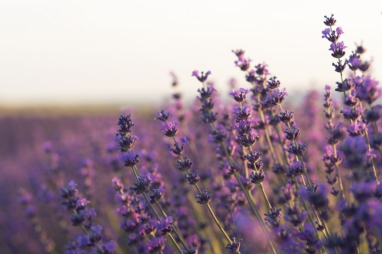 Lavanda, una planta relajante. Fuente: Freepik.