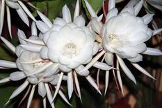 Dama de Noche, una flor aromática y exuberante que solo dura unas horas. Foto: Infojardín