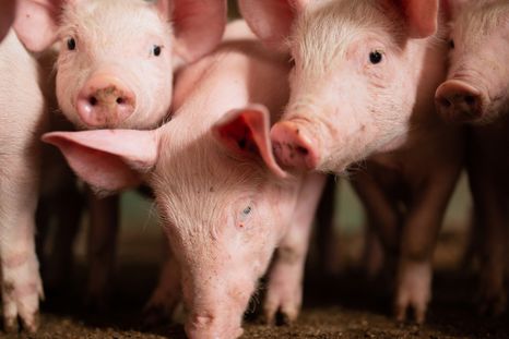 Robaron 15 lechones de una finca en San Rafael Foto: Shutterstock