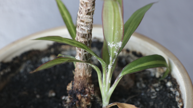 Salva a tus plantas usando los ingredientes de casa correctos. Foto: Shutterstock
