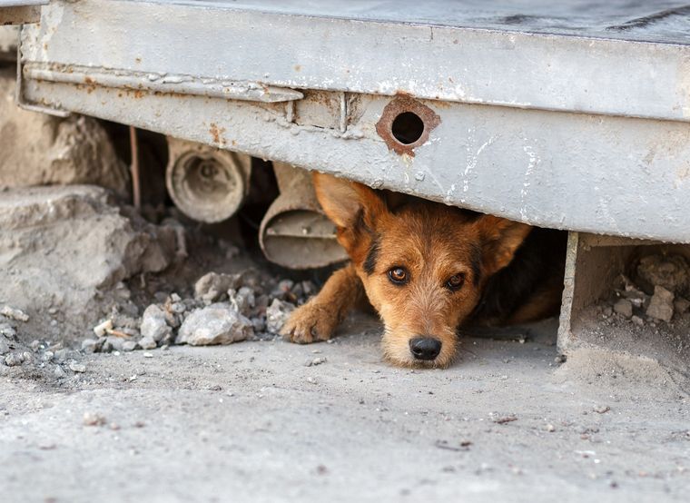 En Mendoza hay más de 500.000 perros callejeros Foto: Shutterstock