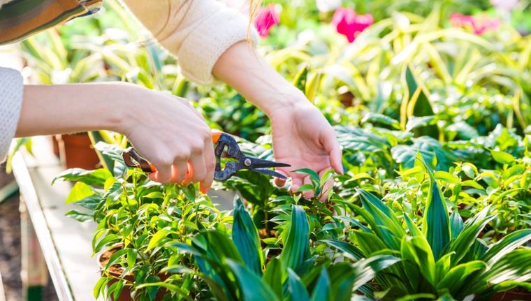 Qué plantas debes podar en junio (Shutterstock).