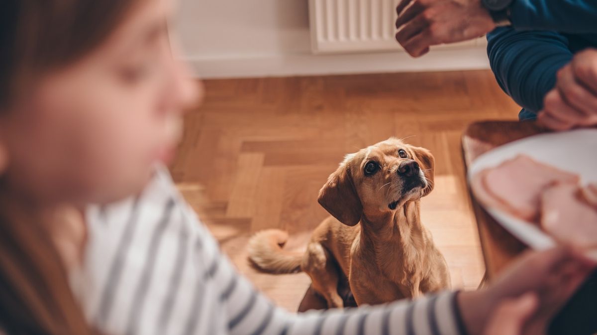 Qué frutas pueden comer las mascotas de forma segura