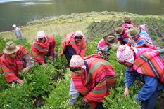 peru: menos coca cultivada, mayor precio a la cocaina
