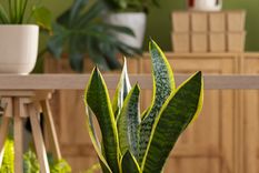 Este abono casero hará crecer de forma magnífica a la lengua de suegra.