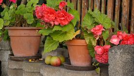 Aprende a cuidar tus begonias en simples pasos para decorar toda la casa. Aprende a cuidar tus begonias en simples pasos para decorar toda la casa.