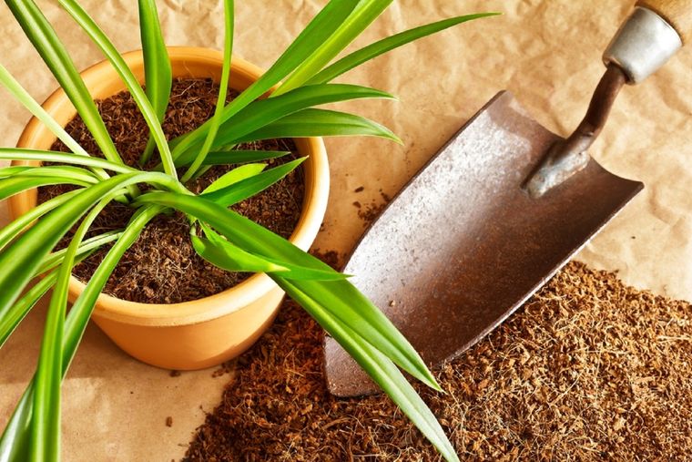 Este sustrato natural tiene propiedades que harán que tus plantas sean extremadamente fuertes Foto: Shutterstock