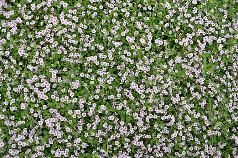 La Lippia Repens decora el jardín con sus flores blancas y tonos rosados. La Lippia Repens decora el jardín con sus flores blancas y tonos rosados.