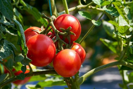 JARDÍN Esta hortaliza se puede cultivar en los huertos Foto: Shutterstock