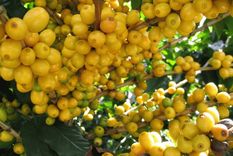 Si se desea consumir como una vía alternativa para la producción de colágeno, se lo debe hacer junto otras frutas ricas en vitamina E y C. como el ananá, los cítricos y el kiwi. Foto: Freepik