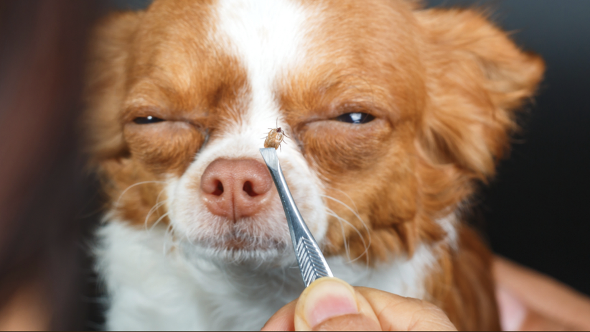 Cómo combatir las garrapatas de las mascotas con métodos cas