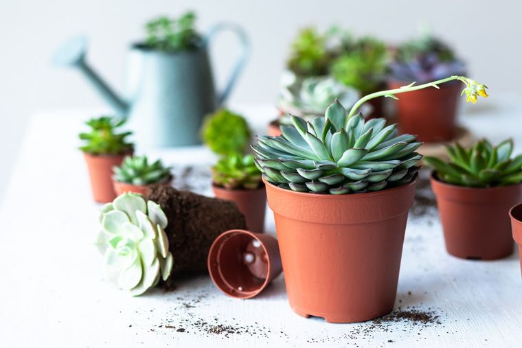 La suculenta es una de las plantas más utilizadas en el jardín de un hogar Foto: SHUTERSTOCK