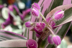 Foto: Facebook - El Colibrí - Plantas de Ornato
