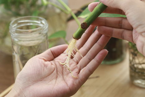 Este ingrediente puede ayudarte a que las raíces del jardín crezcan sanas y en poco tiempo.