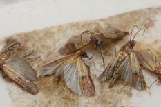 Con este tip de limpieza eliminarás para siempre a las polillas de la despensa Foto: Shutterstock