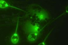 increible descubrimiento: un animal que puede vivir sin oxigeno