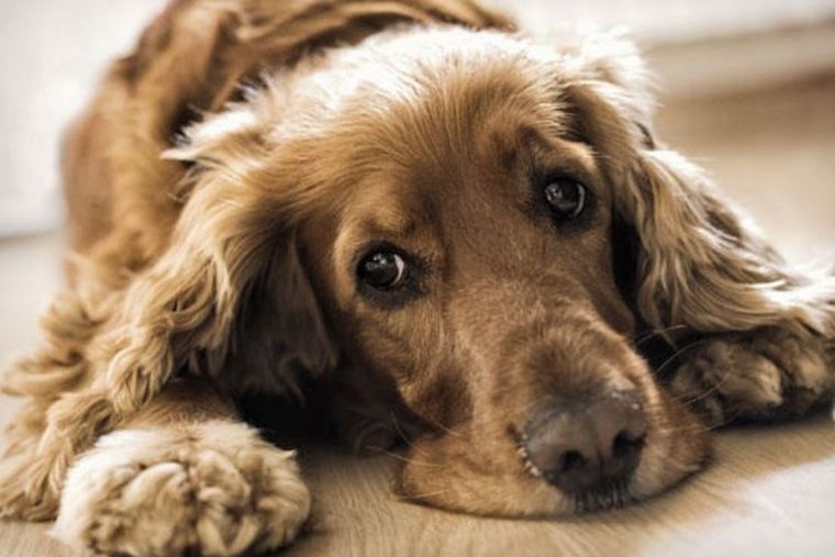 Perro triste Foto: Levante-EMV