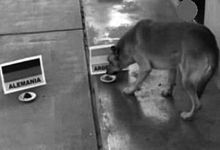 Clarito elige la comida argentina.