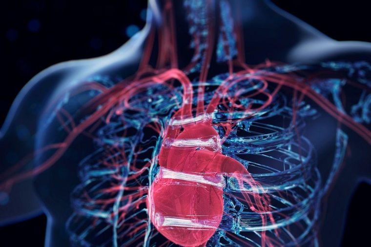 Los niveles de colesterol tienen un impacto en la salud cardiovascular. (Foto genérica)
