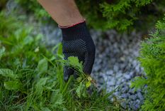 Se puede preparar un potente herbicida. Foto: Fuente: Shutterstock