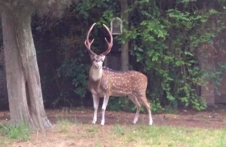 El ejemplar fue registrado por los vecinos Foto: Noticias Argentinas