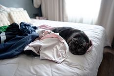 Las mascotas eligen la ropa de sus dueños porque conserva su aroma y les brinda seguridad. Foto: Shutterstock