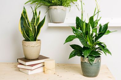 MDZol | Plantas de interior para sumar naturaleza en el hogar en poco tiempo