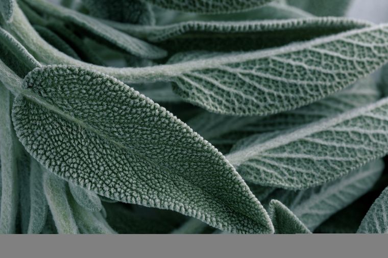 Foto: Ph Shutterstock