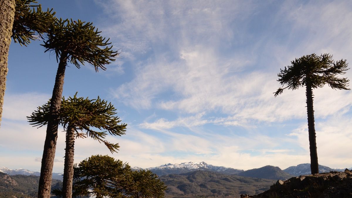 Patagonia: el pueblo escondido entre araucarias que pocos conocen y enamora a quienes lo visitan