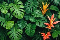 Ideal para tener en el interior. Foto: Fuente: Shutterstock