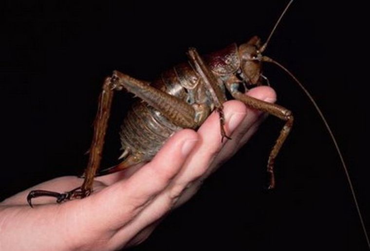 El hallazgo sorprendió a su descubridor. Foto: Minutouno.com
