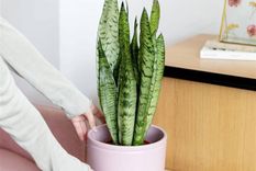 Lengua de suegra, purifica el ambiente. Foto: Shutterstock