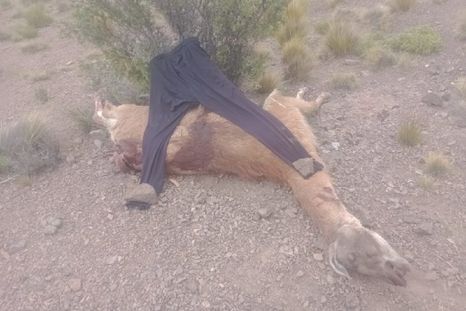 Uno de los ejemplares que mataron y pretendían llevarse los cazadores Foto: Ministerio de Seguridad de Mendoza Uno de los ejemplares que mataron y pretendían llevarse los cazadores Foto: Ministerio de Seguridad de Mendoza