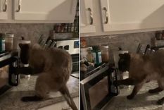 Foto: @lemon_and_lads / TikTok Foto: @lemon_and_lads / TikTok