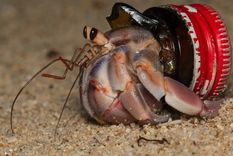Cuando vi estas imágenes por primera vez fue desgarrador, señaló la científica Marta Szulkin. Foto: SHAWN MILLER