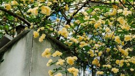 Trepadora. Trepadora.