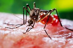En China, los mosquitos son regulados con medidas tecnológicas. Foto: Efe&nbsp;