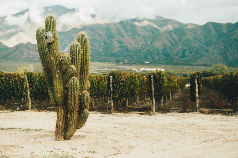 Cafayate presenta paisajes únicos de la Argentina. Cafayate presenta paisajes únicos de la Argentina.