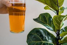 La cerveza es un ingrediente clave en este abono casero Foto: Shutterstock