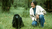 Dian Fossey dedicó su vida al estudio de los gorilas y a luchar para evitar su extinción. Dian Fossey dedicó su vida al estudio de los gorilas y a luchar para evitar su extinción.