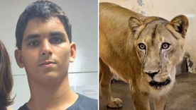 Gerson de Melo Machado murió tras ingresar en el recinto de los leones en un parpque natural de Brasil.