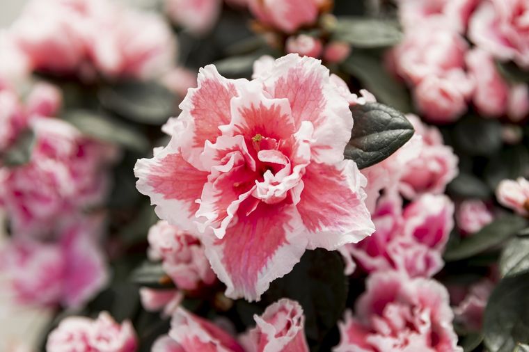 La azalea también es peligrosa. Foto: Fuente: Freepik